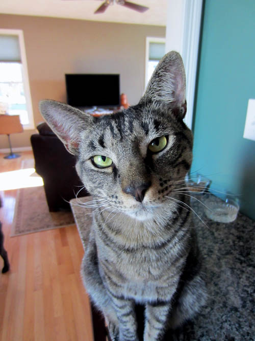 feline behavior mirrors code review